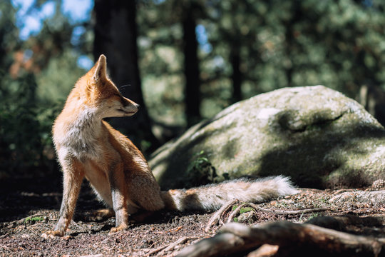 Red fox in the forest