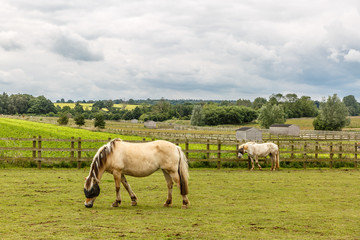 Beautiful landscape with two small horses grazing on a beautiful farm