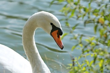Fototapeta premium Head of mute swan on blue water - closeup image