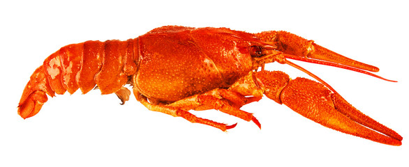 crayfish