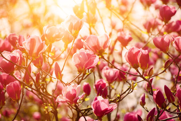 Blossoming of magnolia flowers in spring time, sunny floral background