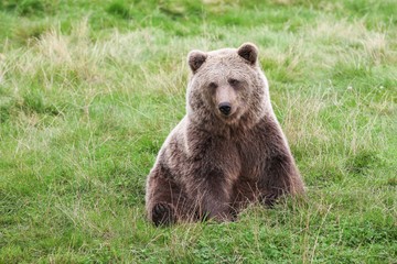 Fototapeta premium Brown bear in the nature 