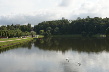 Fototapeta na wymiar Swans in the pond. Moscow, Russia, museum reserve Tsaritsyno