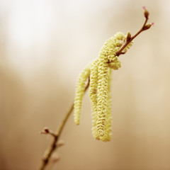 New spring earring on the branch, seasonal sunny background