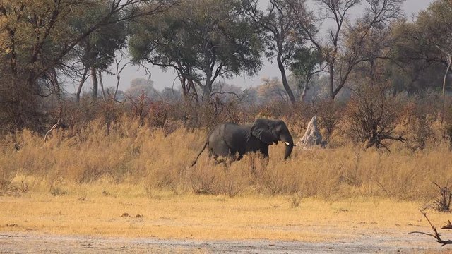 Elephant is walking through the Okavango Delta (Botswana)