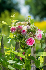 Rosenstrauß am Gartenzaun