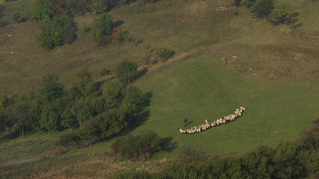 Grazing Flock of Sheep - (4K)
