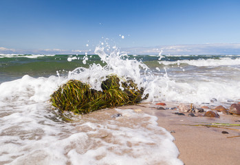 Seegras am Strand