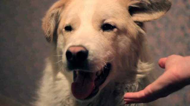 a beautiful white dog with a smile ignores its owner and he doesn't want to give a paw