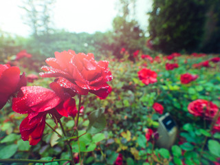 Fototapeta premium summer rose flower with dew