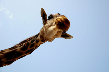 Funny Giraffe 2