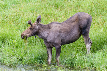 Young Bull Moose Eating Grass From a Stream - Shiras Moose of The Colorado Rocky Mountains