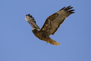 Fototapeta na wymiar Bird pf prey hawk flying high above Los Angeles field