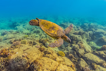 Obraz na płótnie Canvas Swimming Turtle