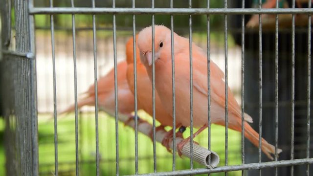 cute birds-red canary in the cage
