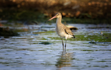 The black-tailed godwit (Limosa limosa) in Danube Delta