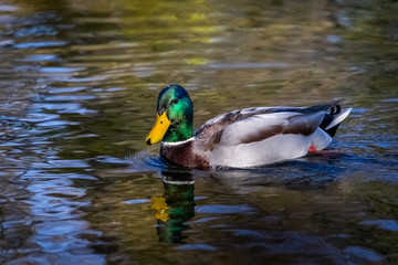 Mallard duck enjoying a sunny day