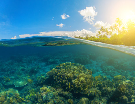 Double Seaview. Underwater Coral Reef. Above And Below Waterline.