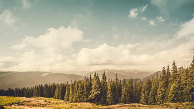 Beautiful autumn postcard landscape. Yellow meadow, pine tree forest and mountains in the background. Exploring world: Carpathians, Ukraine, Europe. Travel, hiking, holidays, recreation. Time lapse 4K