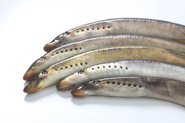 River lamprey on a white background