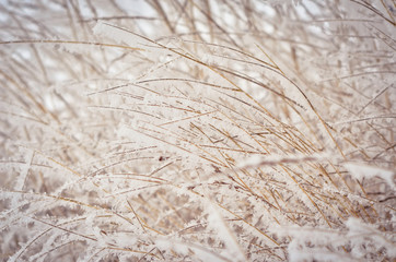Frozen winter grass background. Grass is covered with the layer of snow. Selective focus