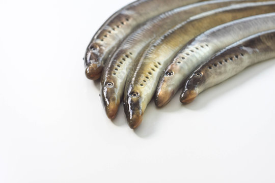 Cyclostomata Bilder Durchsuchen 57 Archivfotos, und