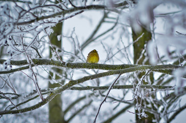 Yellow bird hiding amidst the frozen tree branches at a very cold weather in winter