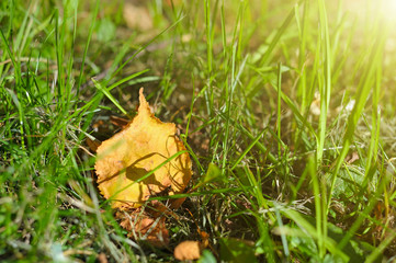 Yellow dry leaf in a green grass