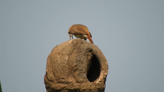 Rufous hornero (Furnarius Rufus), ovenbird, joao do barro on top of a mud nest preening, cooling down and flying away