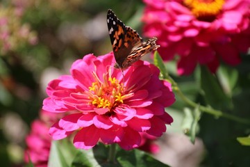 Fototapeta na wymiar Butterfly on Pink Flower