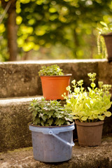 Fototapeta na wymiar Three pot with the plants