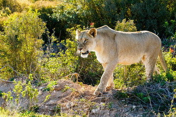Lioness walking slowly stalking her prey in the field