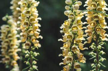 Poisonous rusty foxglove flowers