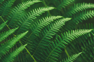 Fern leaves. Close up. Abstract.