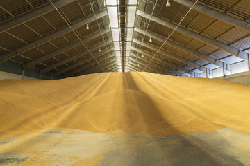 Dried corn grains in a warehouse