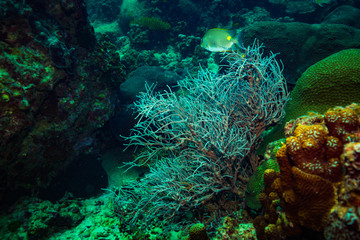 Coral reer