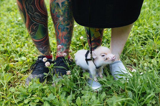 Piglet against of tattooed legs of couple