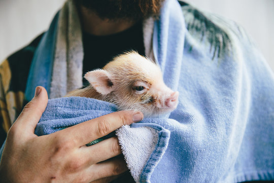 Minipig in towel after bath