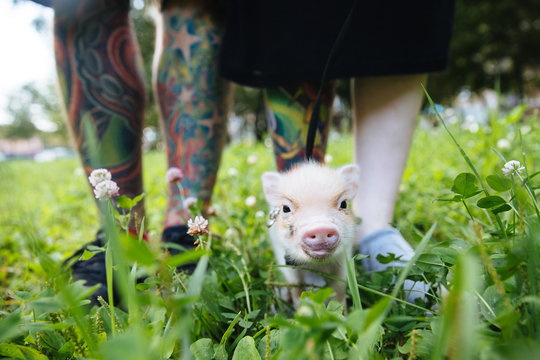 Piglet against of tattooed legs of couple