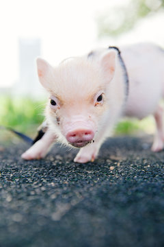 Piglet walking on road