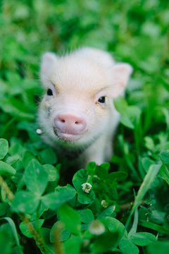 Cute piglet in grass