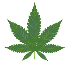  Marijuana. Sheet hemp closeup. Narcotic. Vector illustration
