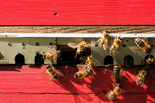 Beehive Entrace