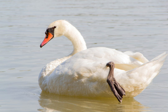 Swan, georgeus bird
