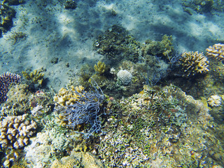 Tropical seashore underwater landscape. Coral reef diverse shapes.