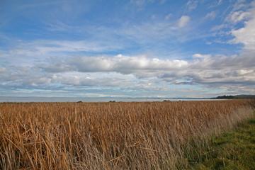 Coastal Grassland on the Banks Peninsular, New Zealand