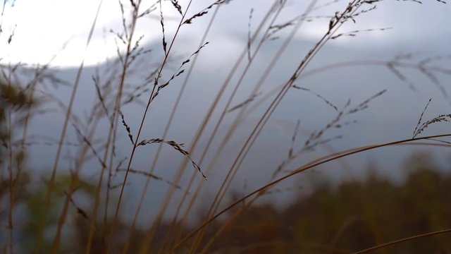 Wind in the dry grass - (4K)