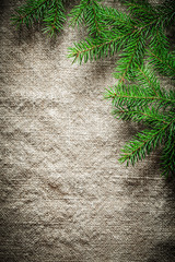 Green pine tree twigs on bagging background