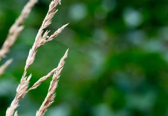 pale straws on dark green background