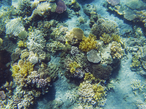 Tropical seashore underwater landscape. Coral reef and fish top view.